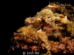 Always fascinated by the colouration of scorpionfish.  Th... by John Hill 